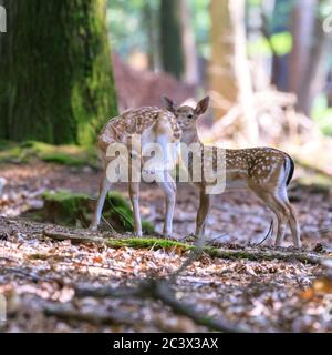 Dülmen, Germania. 22 Giugno 2020. Due piccoli cuccioli adorabili esplorano il loro habitat naturale. Il grande allevamento di daini (dama dama) è cresciuto e più di venti piccoli fiabe curiosamente esplorare la loro foresta e dintorni di meadowland. Credit: Imageplotter/Alamy Live News Foto Stock