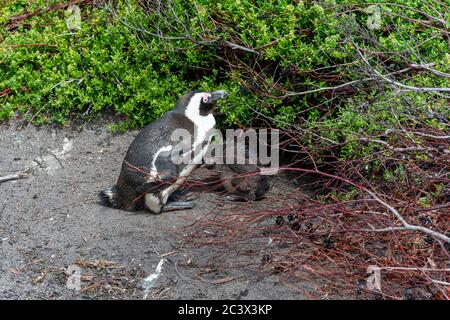 pinguino africano che si alleva e si prende cura del suo bambino, si nasconde in un cespuglio Foto Stock
