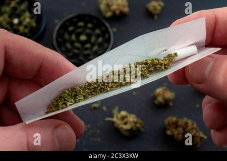 Preparare un tema di concetto di paraphernalia comune e droga con mani di uomo ravvicinato rotolando un giunto con la trave di erbe per macinare un germogli di cannabis nel Foto Stock