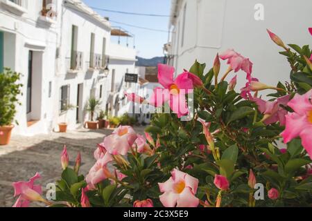 Strade affascinanti a Frigiliana, Spagna Foto Stock