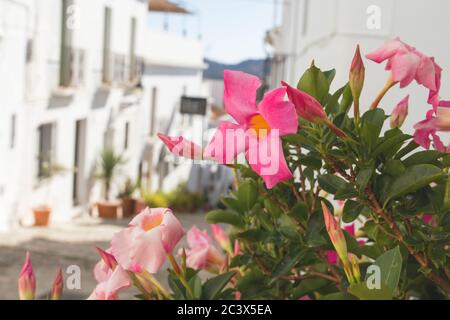 Strade affascinanti a Frigiliana, Spagna Foto Stock