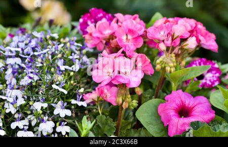Bella mostra di Lobelia, gerani e Petunia Foto Stock