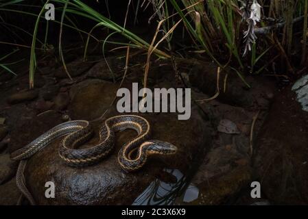 Un serpente acquatico garter (Thamnophis atratus) al bordo dei fiumi nella California del Nord. Foto Stock