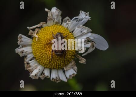 Un coleottero di scimmia (Hopalia sp) che si nuce a un fiore selvatico daisy in California. Foto Stock