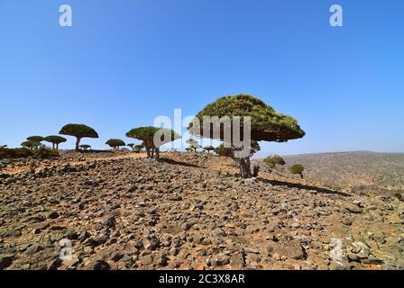 Gli alberi di sangue di drago all'altopiano di Dixam, l'isola di Socotra, mostrata al tramonto, Yemen, Africa Foto Stock