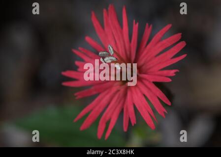 La mosca cardinale (Silene laciniata) un fiore selvatico che cresce nel Nord America occidentale. Foto Stock