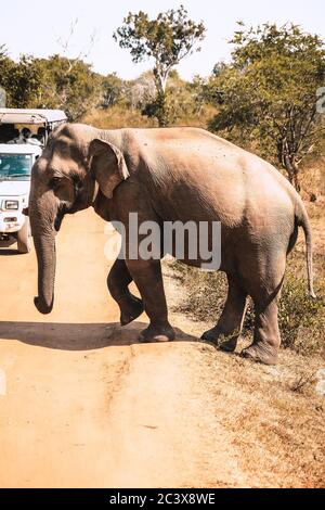 Un enorme elefante che attraversa la strada proprio prima della jeep piena di turisti in Sri Lanka. Primo piano, vista catturata da un'auto durante un safari di osservazione della fauna selvatica Foto Stock