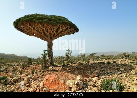 Dragon Blood Trees all'altopiano di Dixam Socotra Island. Yemen, Africa Foto Stock