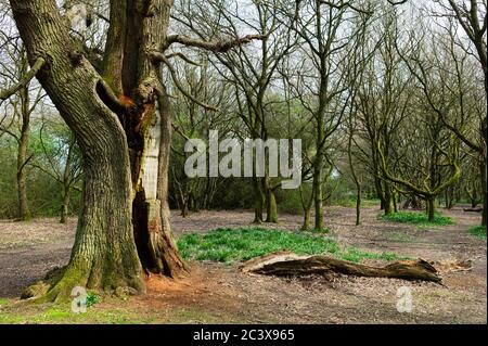 Sentiero attraverso boschi dopo lo sciopero di illuminazione in primavera a Burton wood a Beverley, Yorkshire, Regno Unito. Foto Stock