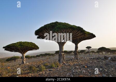 Gli alberi di sangue di drago all'altopiano di Dixam, l'isola di Socotra, mostrata al tramonto, Yemen, Africa Foto Stock