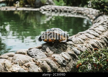 Tartaruga spaventata che si affaccia fuori dal guscio dopo essere stata nascosta. Animali spaventati dai turisti in un parco pubblico a Marbella, Spagna. Una creatura carina si svegliò Foto Stock