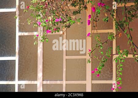 Bellissimi rami con fiori di bouganville sullo sfondo di finestre in vetri opachi. Tonalità bellissime Foto Stock