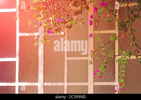Bellissimi rami con fiori di bouganville sullo sfondo di finestre in vetri opachi. Tonalità bellissime Foto Stock