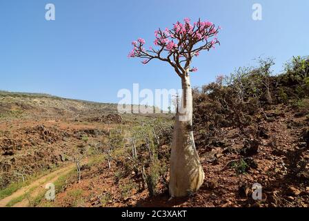 Pianta endemica fioritura bottiglia albero adenium obesum sull'isola di Socotra, Diksam Plateau, Yemen Foto Stock