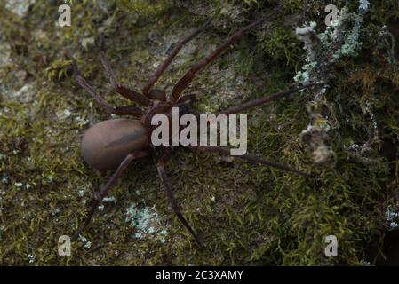 Titiotus specie di ragno trovato in California. Questi ragni sono comunemente noti come ragni falso lupo. Foto Stock