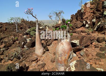 Pianta endemica fioritura bottiglia albero adenium obesum sull'isola Socotra al tramonto, Diksam Plateau, Yemen Foto Stock