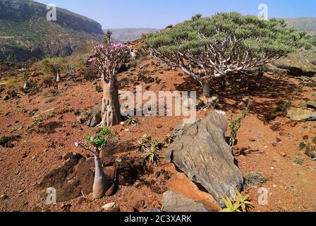 Fioritura di alberi di bottiglia e drago albero di sangue a Dixam altopiano Socotra Island, Yemen, Africa Foto Stock