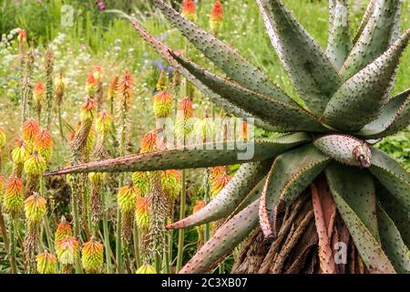 Amaro ferox aloe, rosso fiammifero di poker fienola prato Foto Stock