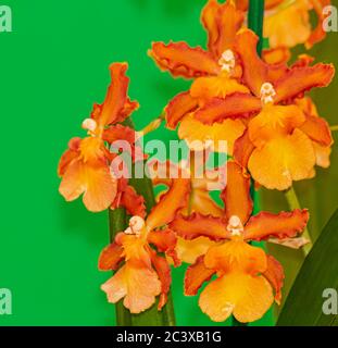 Orchidea arancione Cambria Catatante, fiorente con sfondo verde Foto Stock