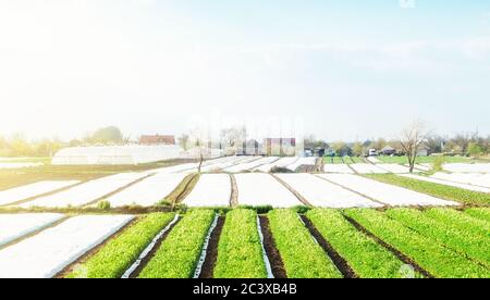 Paesaggio di piantagioni di terreni agricoli ricoperti di agrocfibra. Agroindustria e agroalimentare. Bella campagna. Prodotti agricoli biologici in Europa. AG Foto Stock