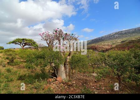 Pianta endemica fioritura bottiglia albero adenium obesum sull'isola Socotra al tramonto, Diksam Plateau, Yemen Foto Stock