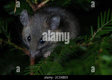 Un boscoso a piedi dusky (Neotoma fuscipes) un grande roditore notturno nativo della costa occidentale in Nord America. Foto Stock