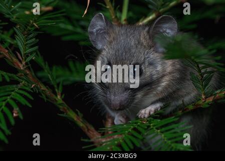 Un boscoso a piedi dusky (Neotoma fuscipes) un grande roditore notturno nativo della costa occidentale in Nord America. Foto Stock