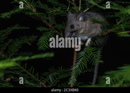 Un boscoso a piedi dusky (Neotoma fuscipes) un grande roditore notturno nativo della costa occidentale in Nord America. Foto Stock