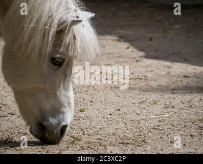 Pony bianco o cavallo Equus ferus caballus in cerca di cibo a terra. Foto Stock