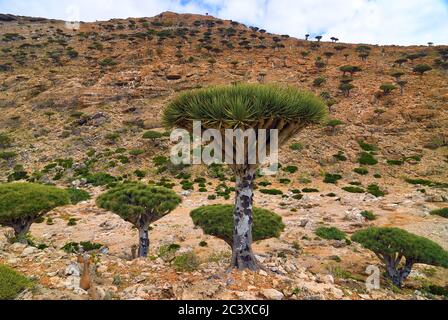 Alberi di sangue di drago all'altopiano di Dixam, Isola di Socotra mostrato all'alba, Yemen, Africa Foto Stock