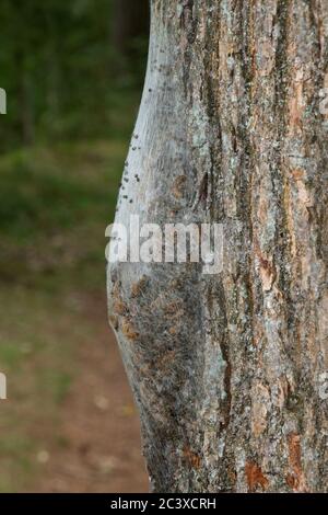 Nido di seta di cervi processivi di quercia sulla corteccia di un albero di quercia Foto Stock