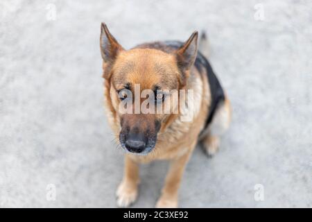 Vista dall'alto del cane da pastore tedesco adulto seduto a terra. Adorabile animale domestico, primo piano Foto Stock