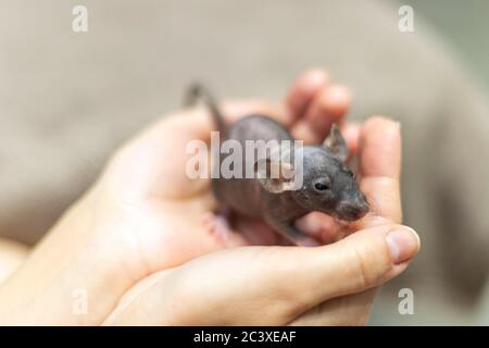 Bambino grigio dumbo sfinge ratto seduto in mani femminili. Carino e simpatico animale domestico, sfondo, primo piano Foto Stock