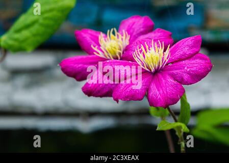 Fiori viola Clematis in giardino. Fioritura domestica Foto Stock