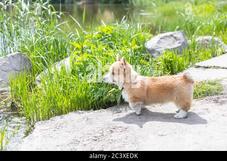 Vista laterale del piccolo Pembroke gallese Corgi cucciolo in piedi sullo sfondo di stagno e erba verde in giornata di sole. Cane da pastore, animale domestico di fondo Foto Stock