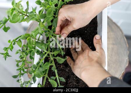 Primo piano di mani femminili che inglobano l'aptenia in fiore cordifolia in vaso bianco rettangolare. Sun Rose Plant repotting, vista dall'alto Foto Stock