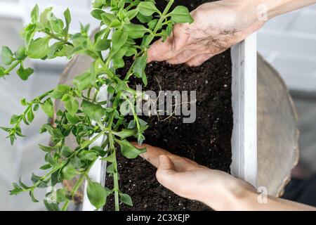 Mani femminili che inglobano l'aptenia in fiore cordifolia in vaso bianco rettangolare. Riottaggio di piante di rosa di sole, vista dall'alto, primo piano Foto Stock