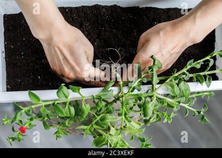 Primo piano di mani femminili mettendo l'aptenia cordifolia in fiore in vaso bianco rettangolare. Sun Rose Plant repotting, vasellatura, vista dall'alto Foto Stock