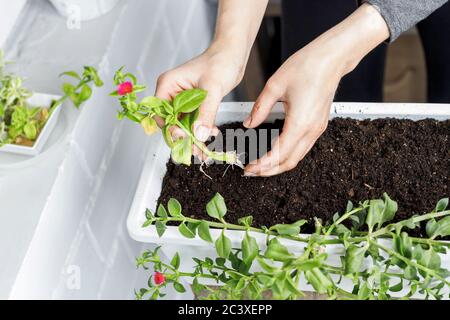 Vista dall'alto delle mani femminili putting baby aptenia cordifolia con radici e fiore rosa in vaso bianco rettangolare. Sun rosa pianta vasellatura, gard casa Foto Stock