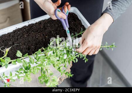 Le mani femminili tagliano l'aptenia cordifolia in fiore con forbici. Sun Rose pianta repotting, giardinaggio domestico Foto Stock