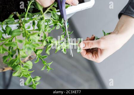 Le mani femminili tagliano l'aptenia cordifolia con le forbici. Sun Rose pianta repotting, giardinaggio domestico, vista dall'alto Foto Stock