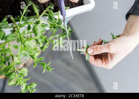 Vista dall'alto delle mani femminili che tagliano l'aptenia cordifolia con le forbici. Sun Rose pianta repotting, giardinaggio domestico, primo piano Foto Stock