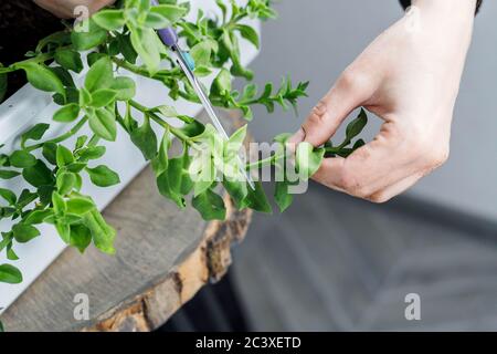 Le mani femminili tagliano l'aptenia cordifolia con le forbici. Sun Rose pianta repotting, giardinaggio domestico, idea concetto Foto Stock