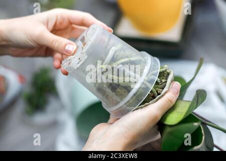 Mani che tengono il vaso trasparente per orchidee e falaenopsis pianta orchidea  prima di potare. Primo piano per la repotenza Foto stock - Alamy