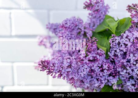 Mazzo di lilla sullo sfondo di muro di mattoni bianchi in una giornata di sole primavera. Rami di fiori viola lilla fioriti, idea di arredamento concetto, primo piano, copia Foto Stock