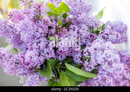 Primo piano di mazzo di lilla viola sullo sfondo di muro di mattoni bianchi in una giornata di sole primavera. Rami di fiori lilla fioriti, idea di arredamento concetto Foto Stock