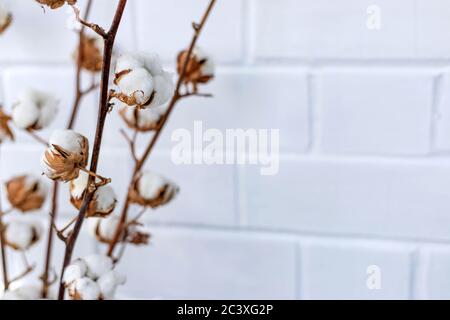 Rami secchi con fiori di cotone sullo sfondo di muro di mattoni bianchi. Copia spazio, primo piano, sfondo floreale Foto Stock