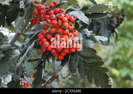 Sorbus, Sorbus Hybrida, quercia foglia di montagna Frassino, Frassino albero, ibrido Foto Stock