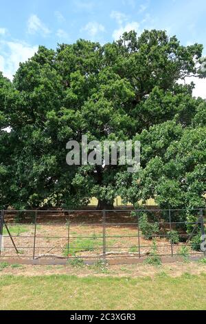 Il grande Charter Oak Tree nel Parco Danson vicino a Bexley Foto Stock