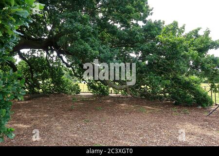 Una vista sul grande Charter Oak Tree nel Parco Danson Foto Stock